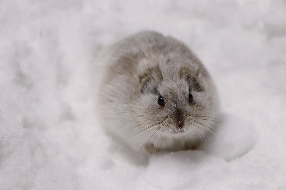 lemming sentinelle nord